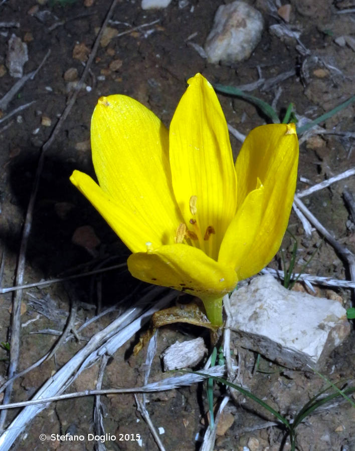 Colchicum tuviae & Sterbergia clusiana (Israele / West Bank)